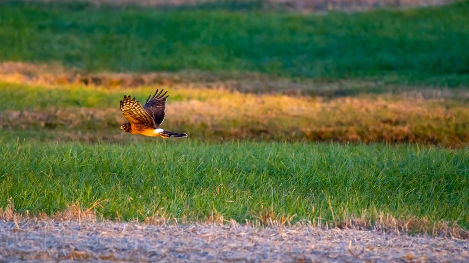 A northern harrier in flight over a Kentucky field